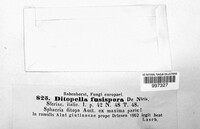 Ditopella ditopa image